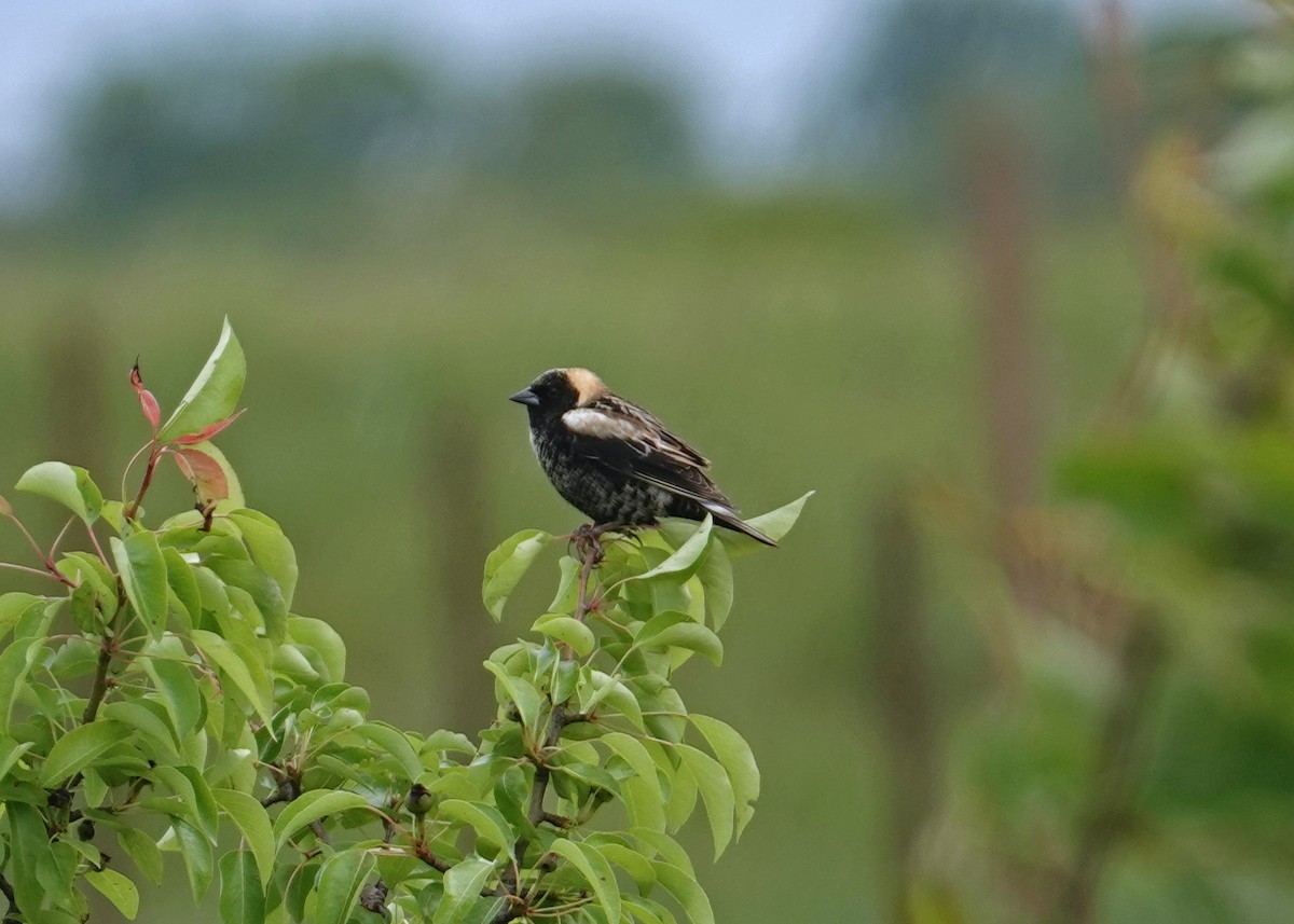 eBird Checklist - 2 May 2023 - USDA, Appalachian Fruit Research Station ...