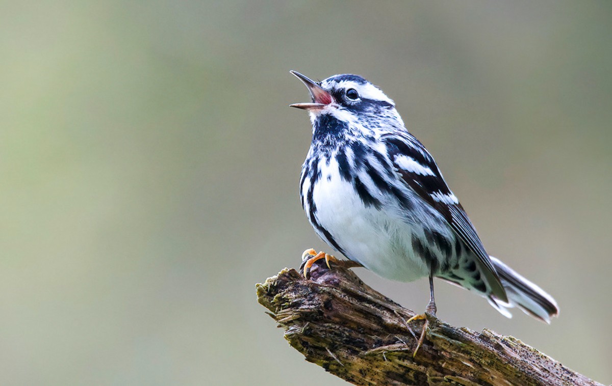 Black-and-white Warbler - ML566645061