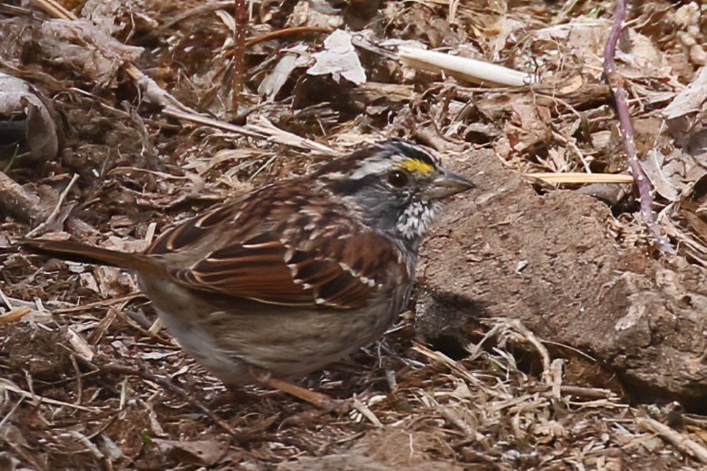 White-throated Sparrow - ML566646021