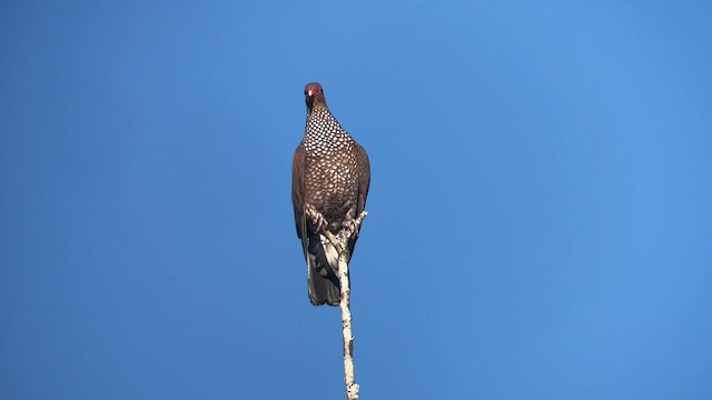 Scaled Pigeon - ML566647631