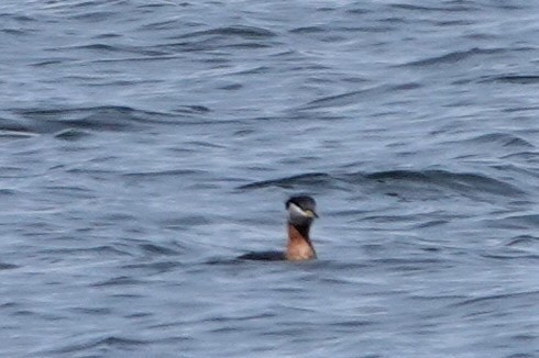Red-necked Grebe - ML566650161