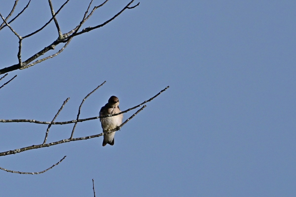 Northern Rough-winged Swallow - ML566652551