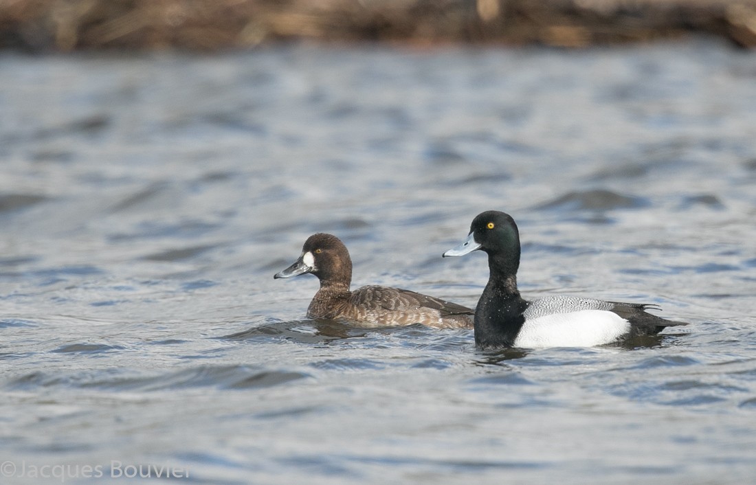 Greater Scaup - Jacques Bouvier
