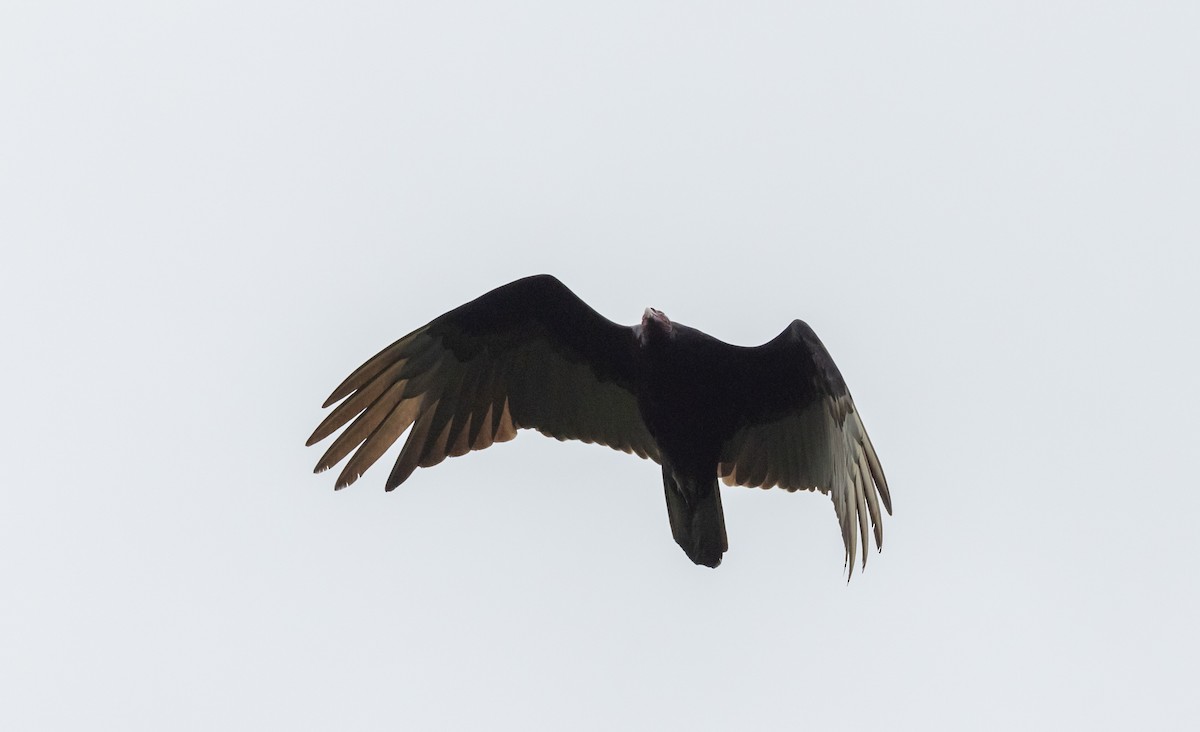 Turkey Vulture - ML566655101