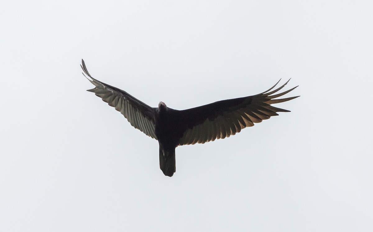 Turkey Vulture - ML566655111