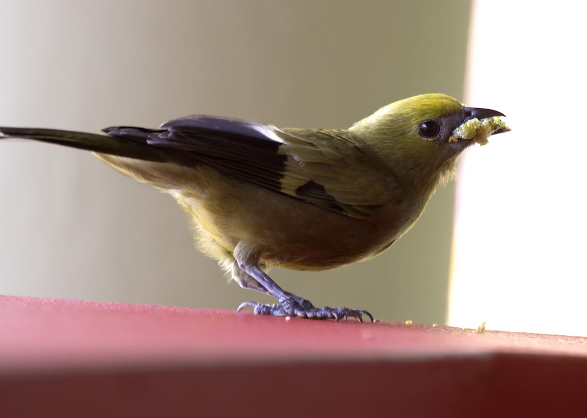 Palm Tanager - ML56665631