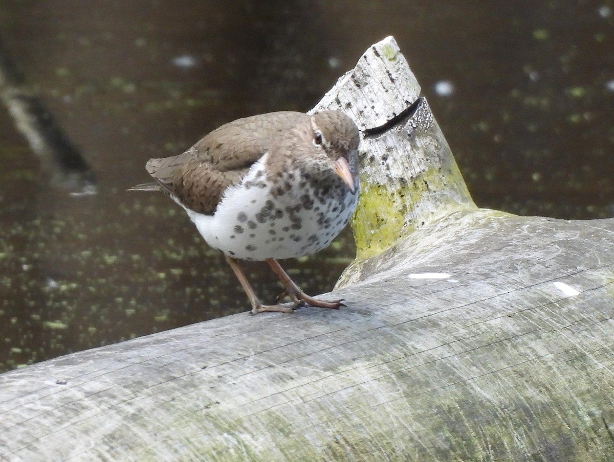 New York Breeding Bird Atlas Checklist - 3 May 2023 - Bailey Arboretum ...