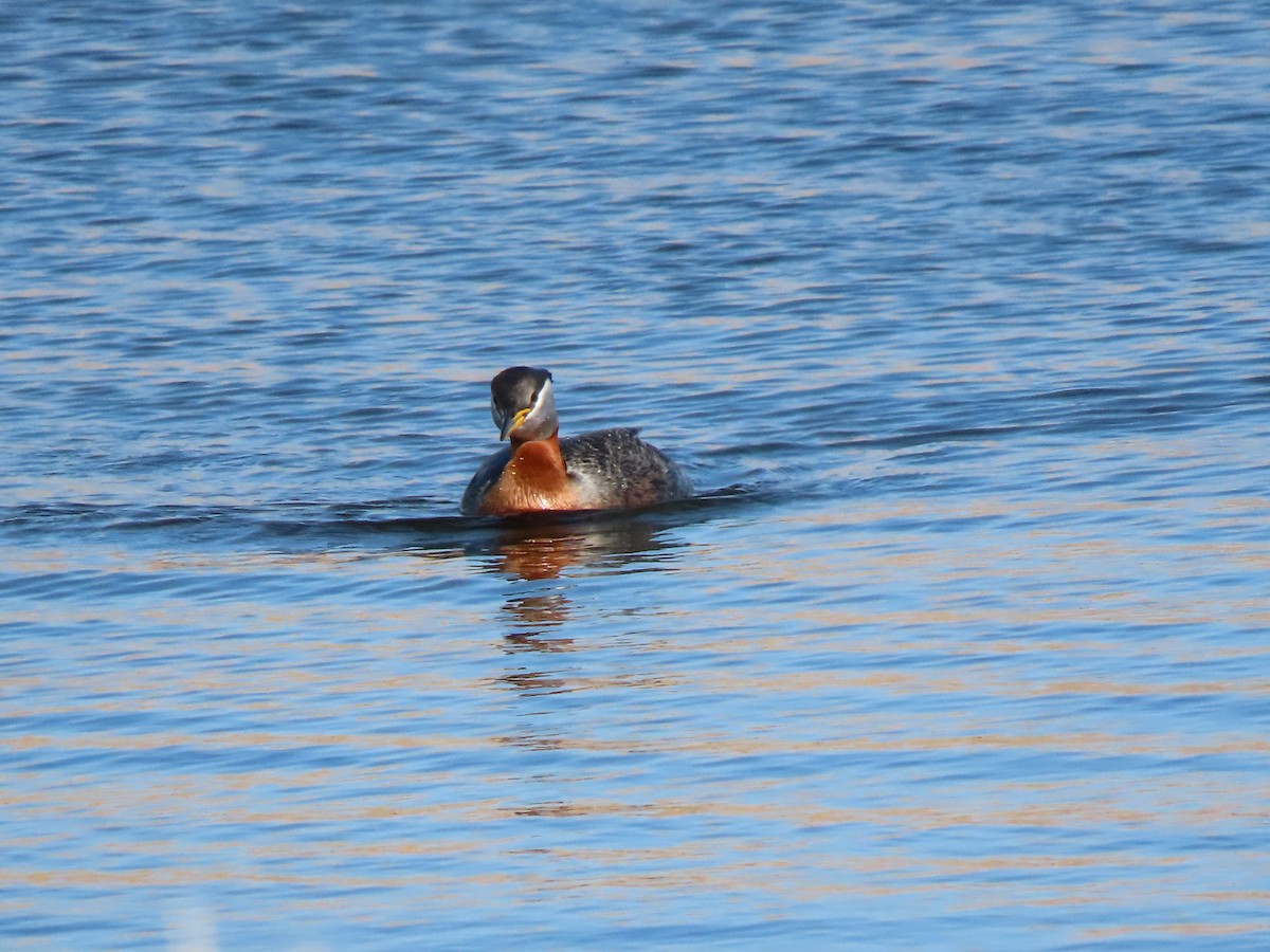 Red-necked Grebe - ML566662501