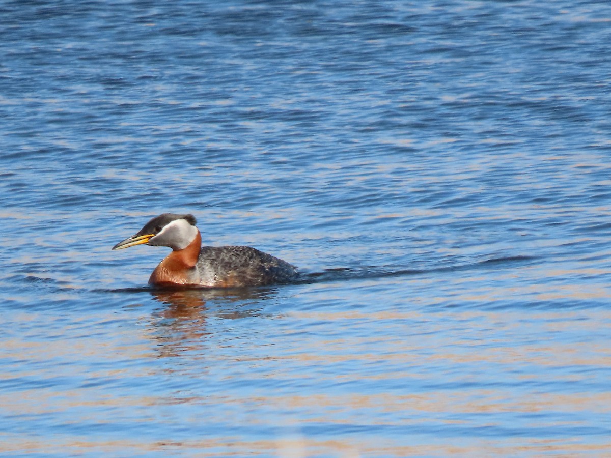 Red-necked Grebe - ML566662511