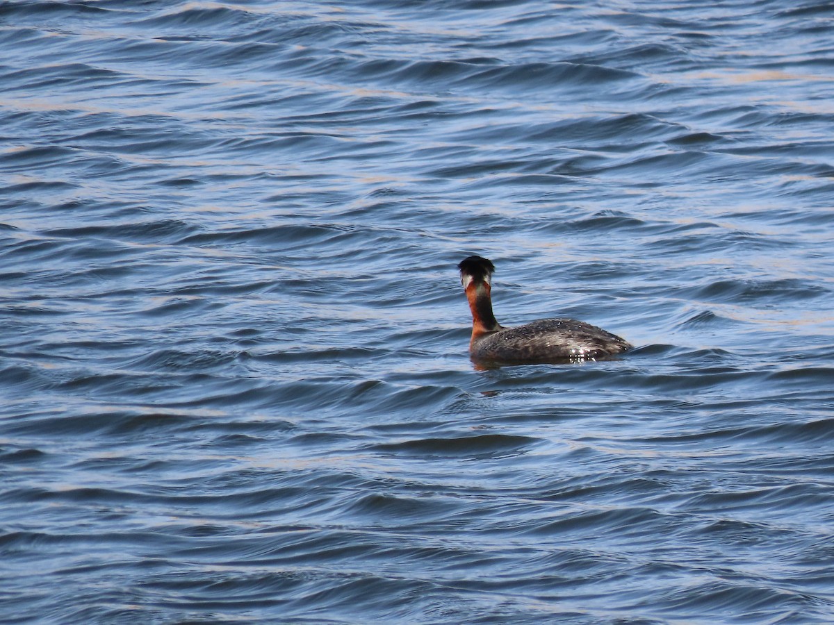 Red-necked Grebe - ML566666741