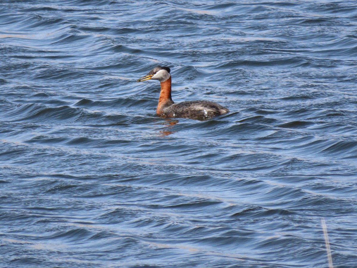Red-necked Grebe - ML566666751