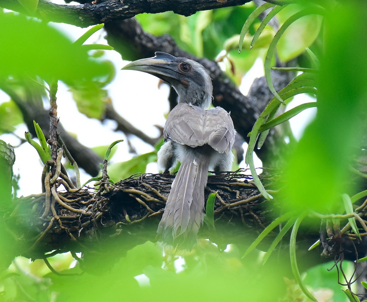 Indian Gray Hornbill - Arindam Roy