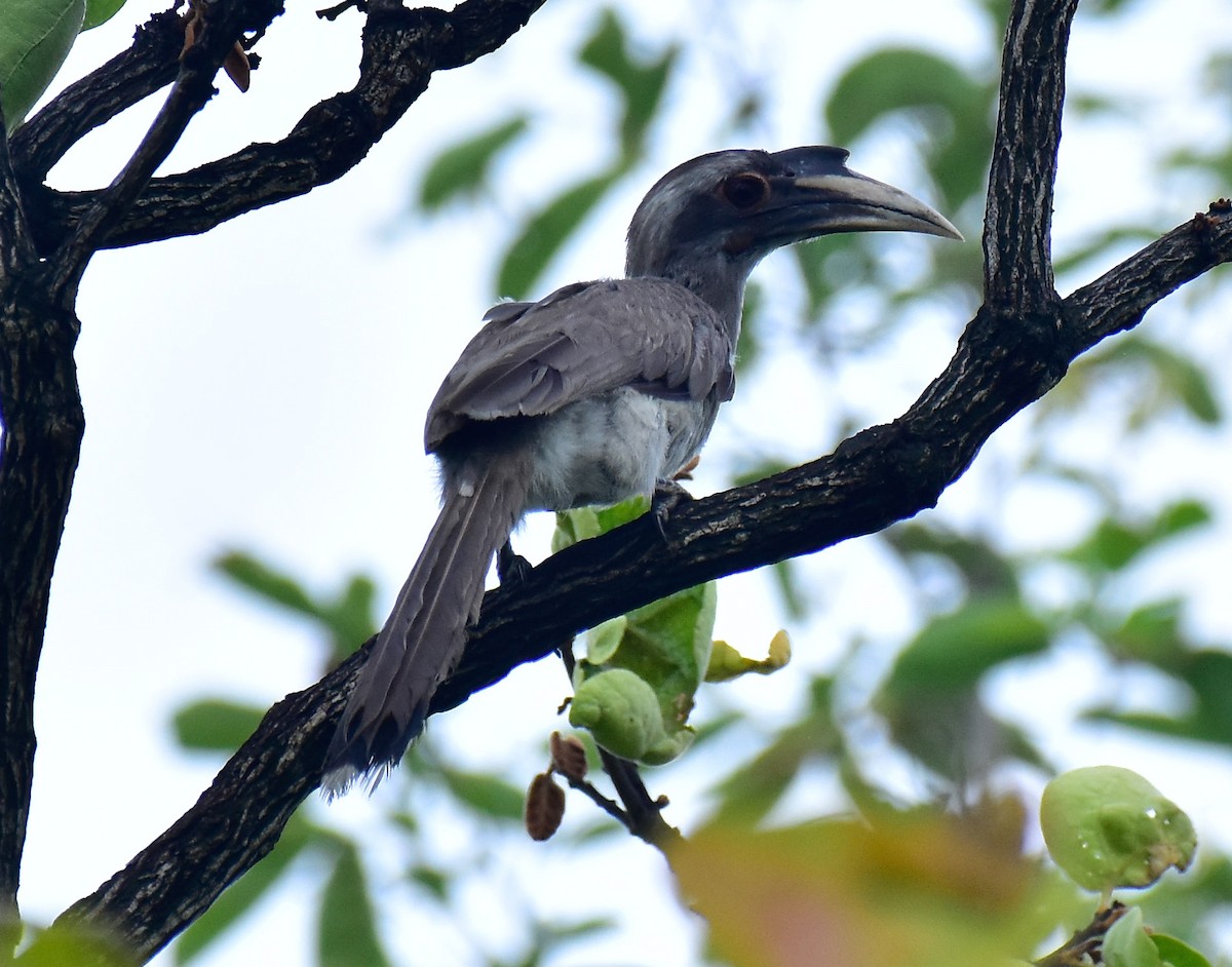 Indian Gray Hornbill - ML566673251