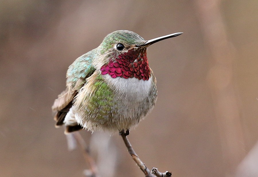 Broad-tailed Hummingbird - ML56667421