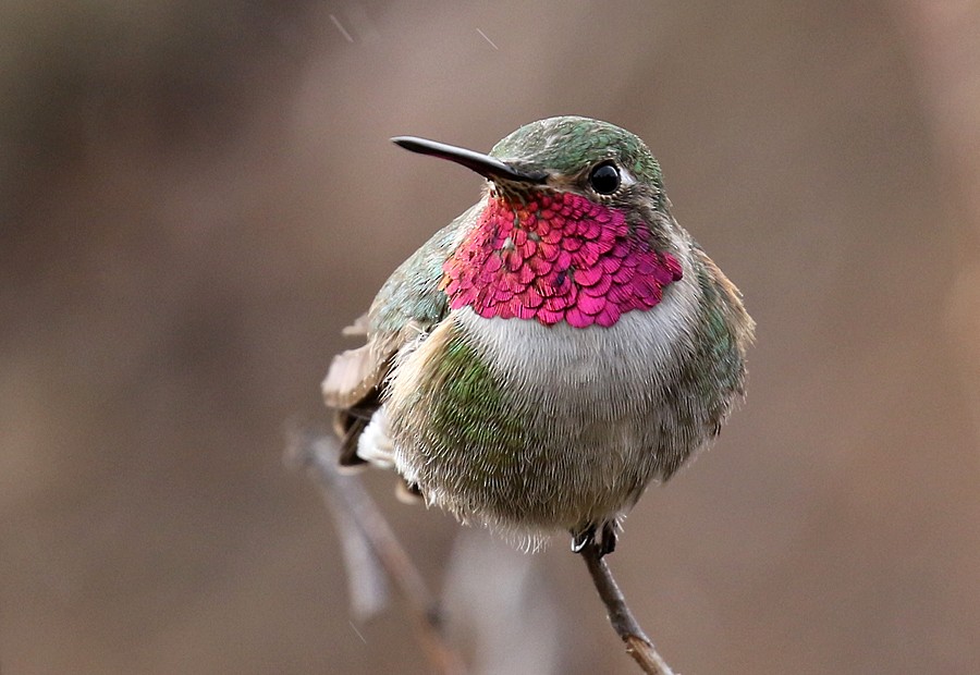 Broad-tailed Hummingbird - ML56667431
