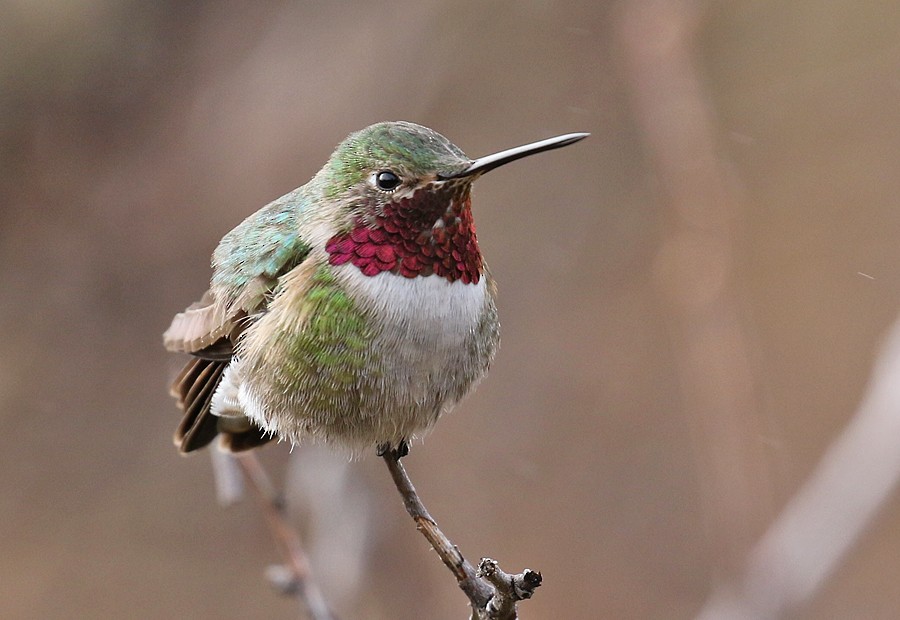 Broad-tailed Hummingbird - Alan Versaw