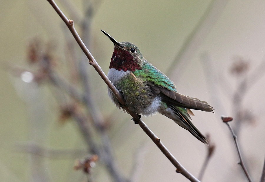 Broad-tailed Hummingbird - ML56667451