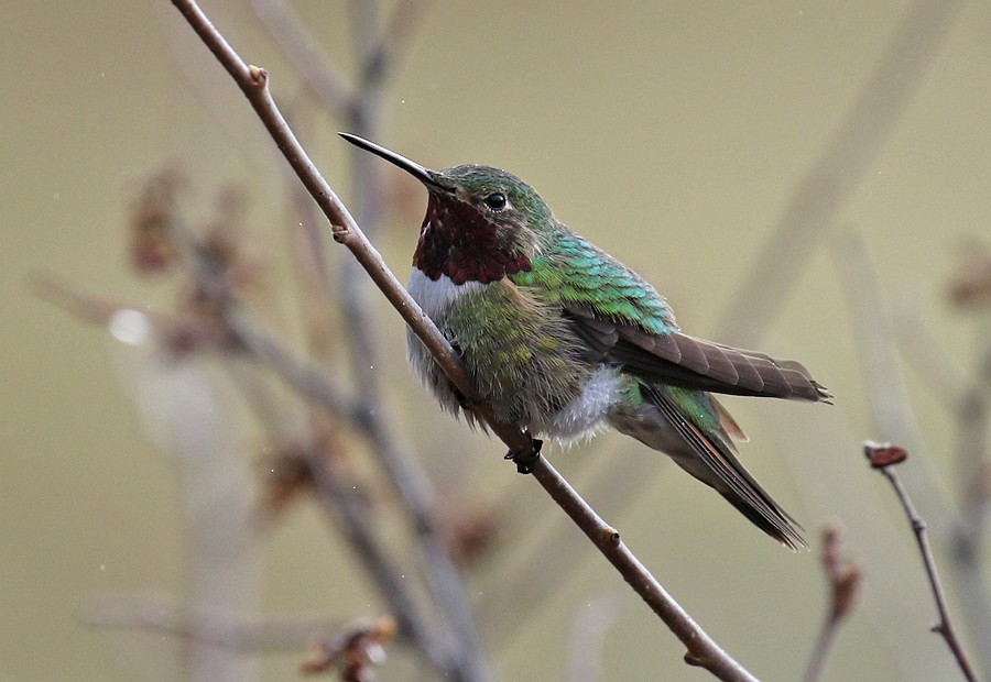 Broad-tailed Hummingbird - ML56667461