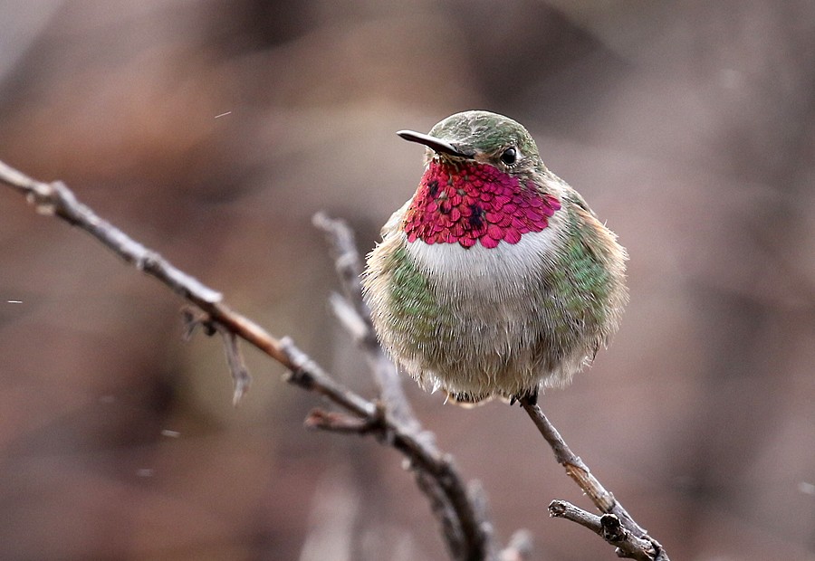 Broad-tailed Hummingbird - ML56667471