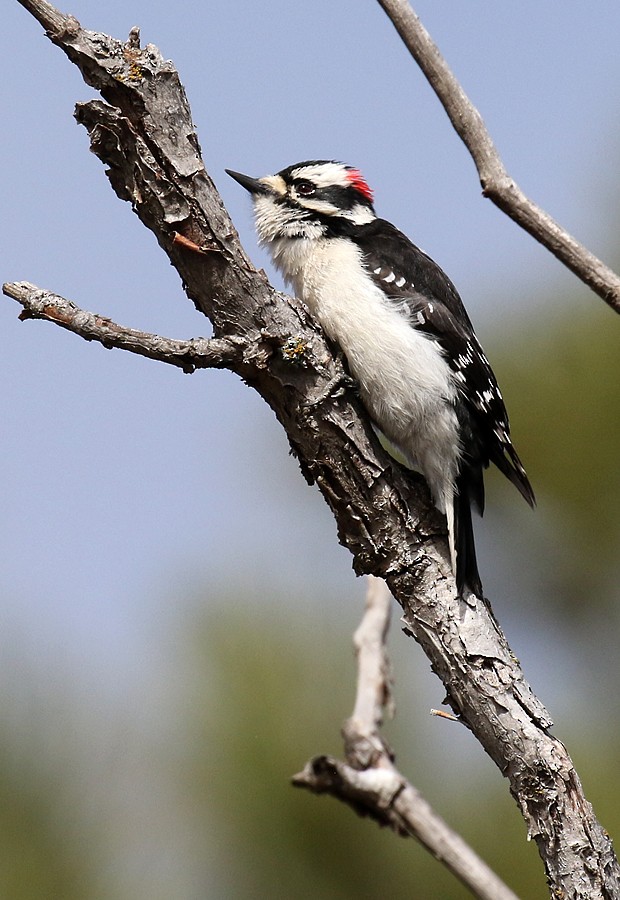 Downy Woodpecker (Rocky Mts.) - ML56667521