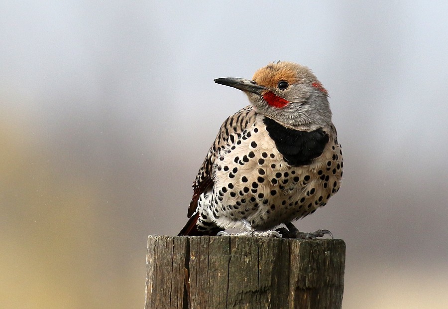 Northern Flicker (Yellow-shafted x Red-shafted) - Alan Versaw
