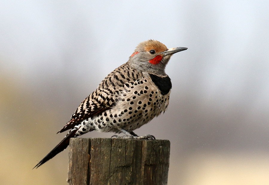 Northern Flicker (Yellow-shafted x Red-shafted) - ML56667591