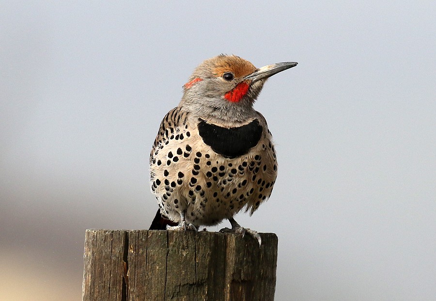Northern Flicker (Yellow-shafted x Red-shafted) - ML56667601