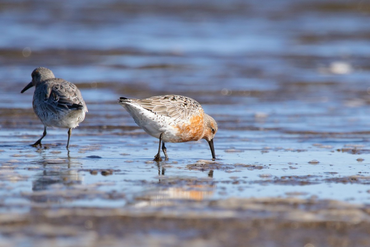 Red Knot - ML566678481