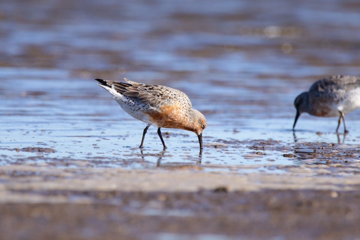 Red Knot - ML566678571