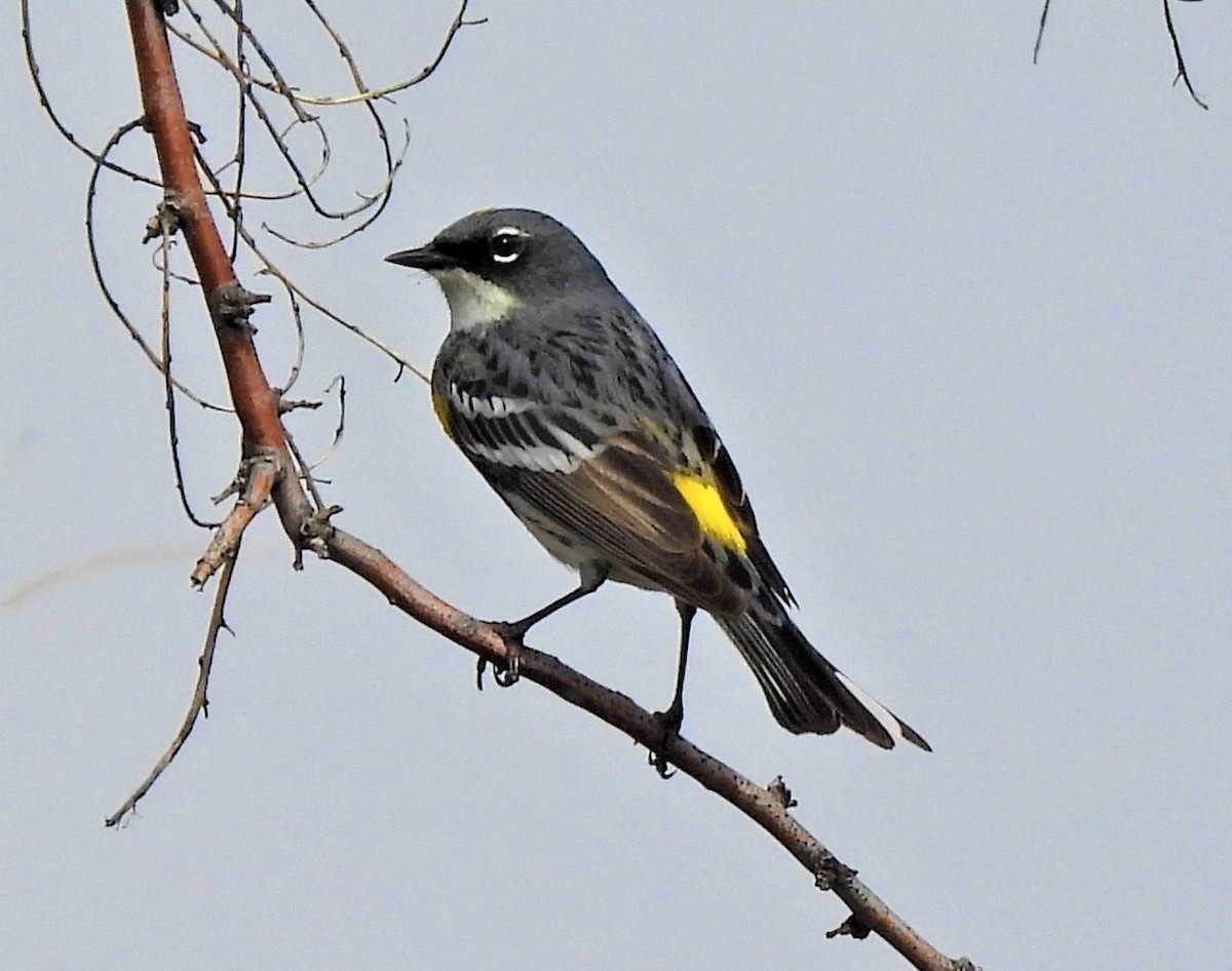 Yellow-rumped Warbler (Myrtle x Audubon's) - ML566681131