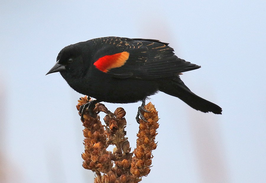 Red-winged Blackbird - Alan Versaw