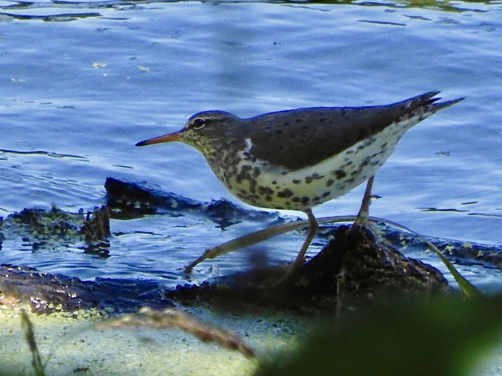 Spotted Sandpiper - Paul Alford