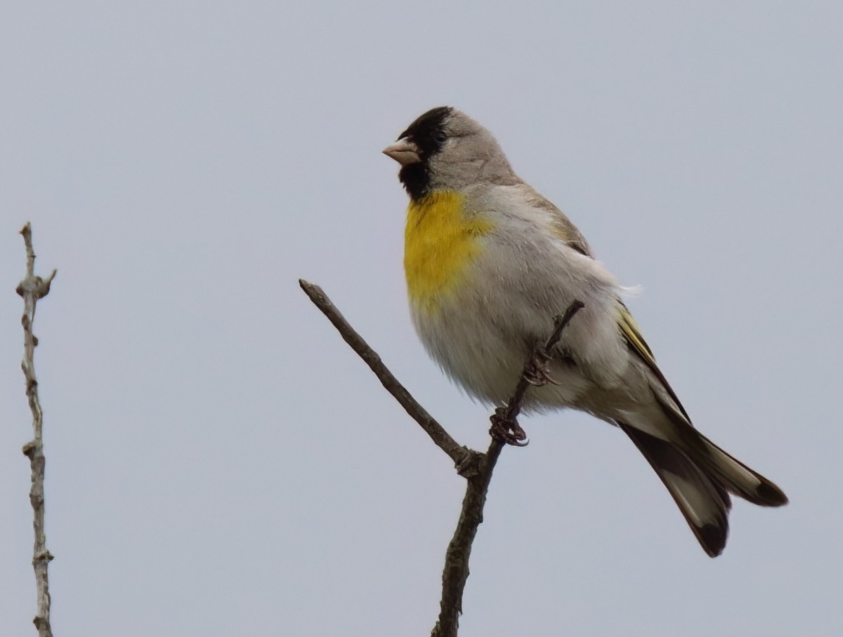 Lawrence's Goldfinch - ML566684671