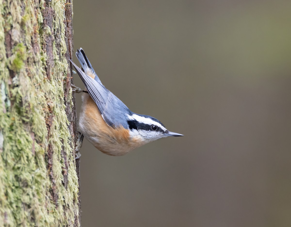 Red-breasted Nuthatch - ML566684881