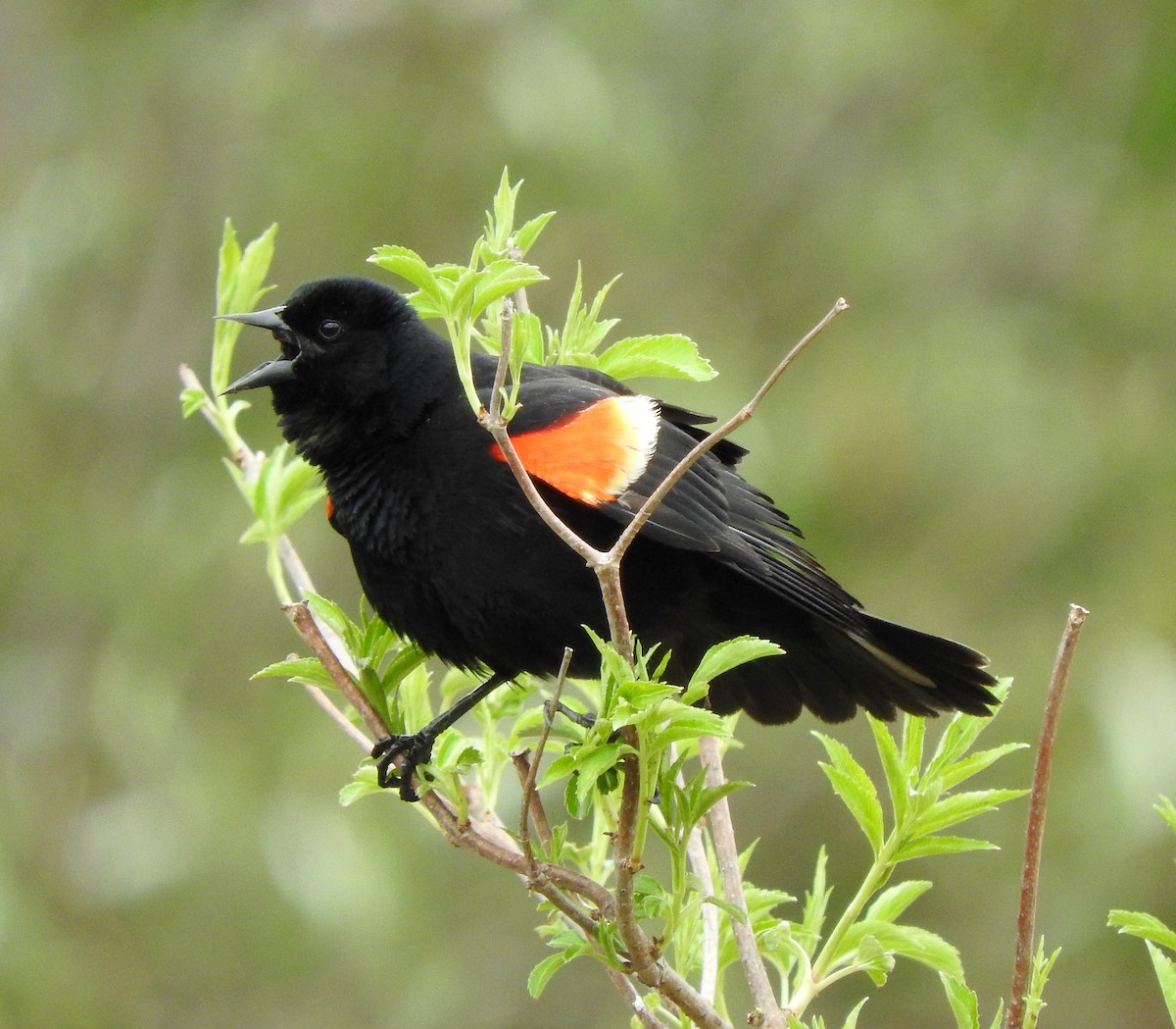 Red-winged Blackbird - ML56668581