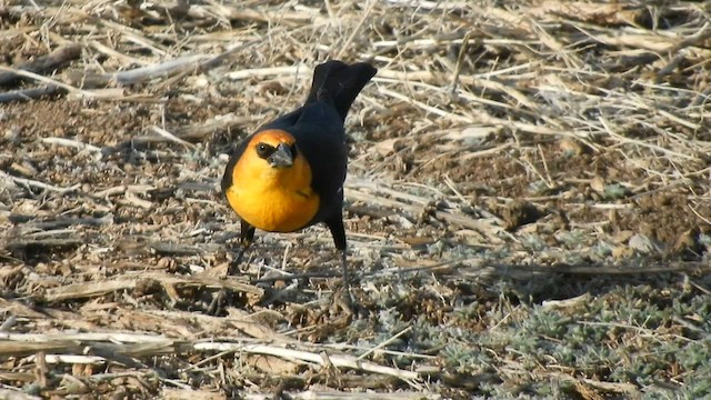 Yellow-headed Blackbird - ML566688121