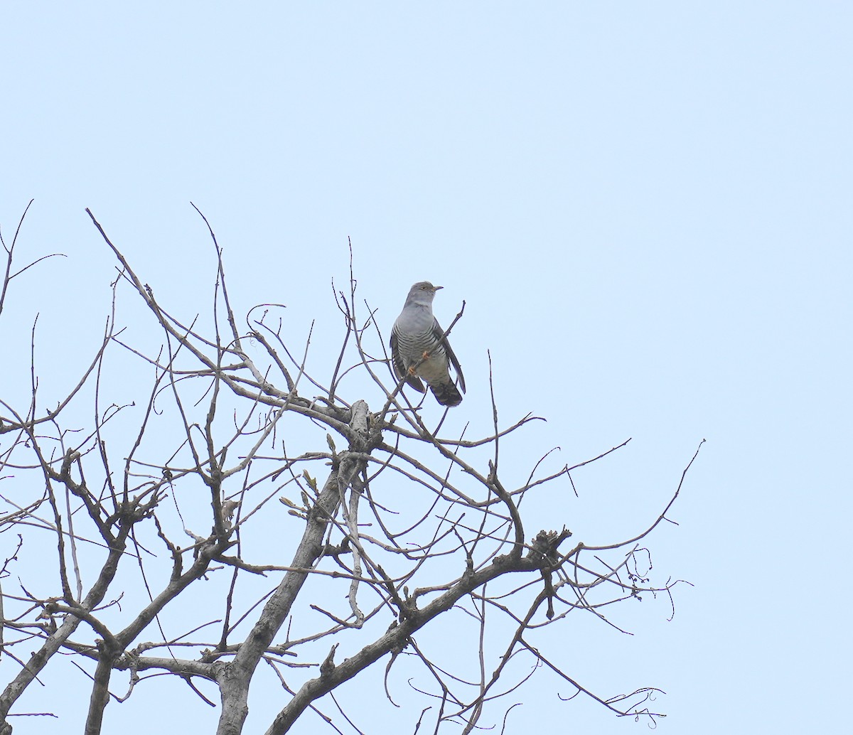 Common Hawk-Cuckoo - ML566690101