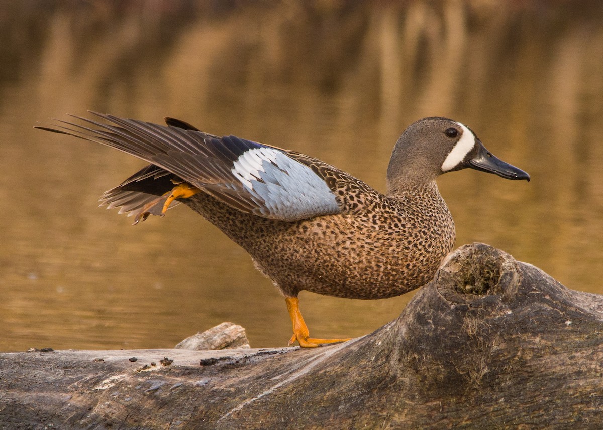 Blue-winged Teal - ML566695141