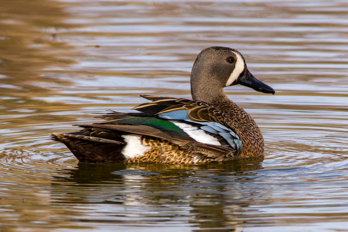 Blue-winged Teal - ML566695201