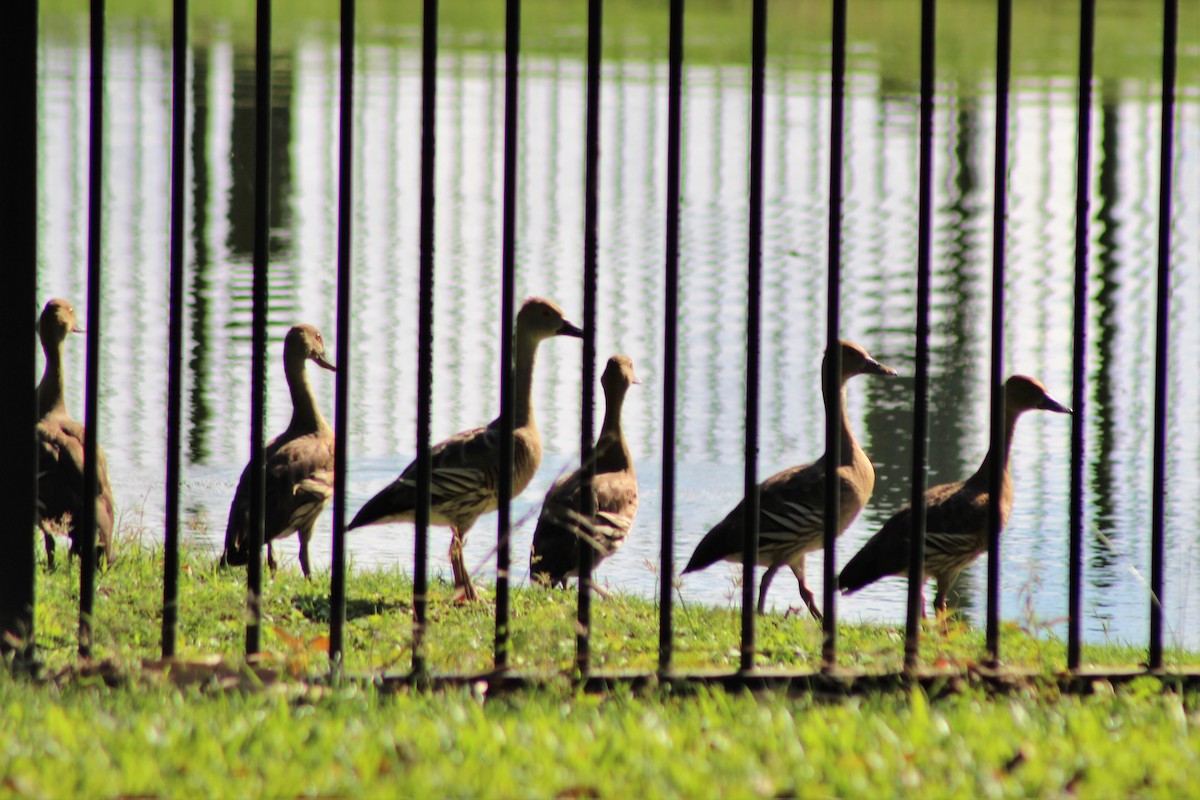 eBird Checklist 4 May 2023 France Rd Turf Farm (Edmonton) 30 species