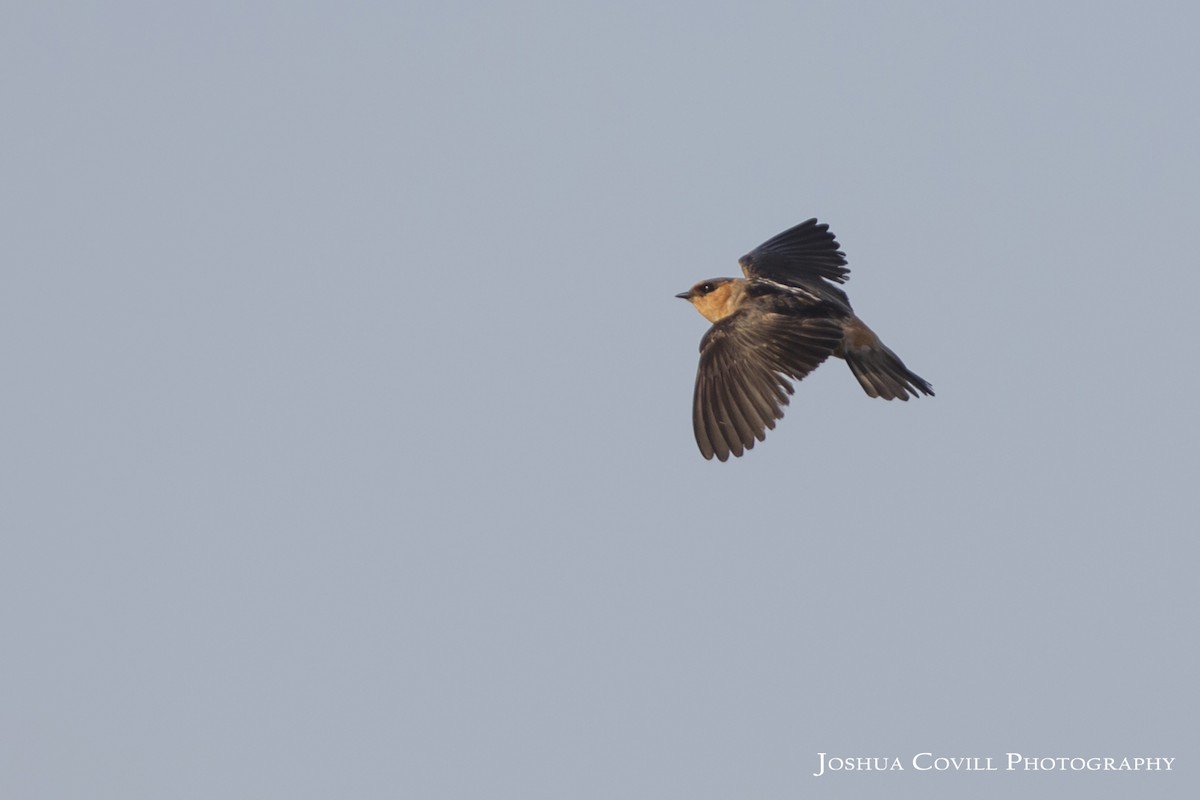 Cave Swallow - ML56670441