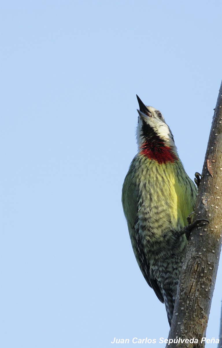 Cuban Green Woodpecker - Juan Carlos Sepúlveda-Peña