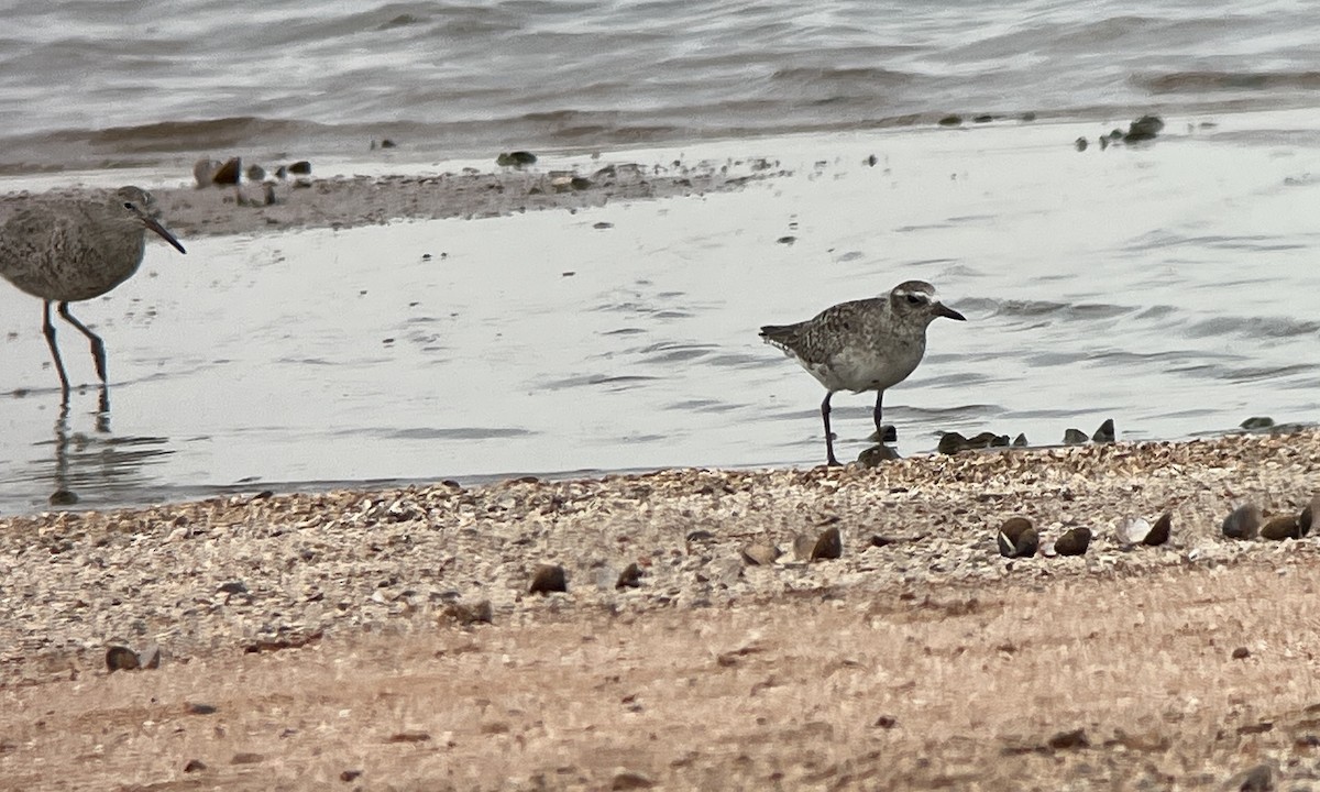 Black-bellied Plover - Jacob Crissup