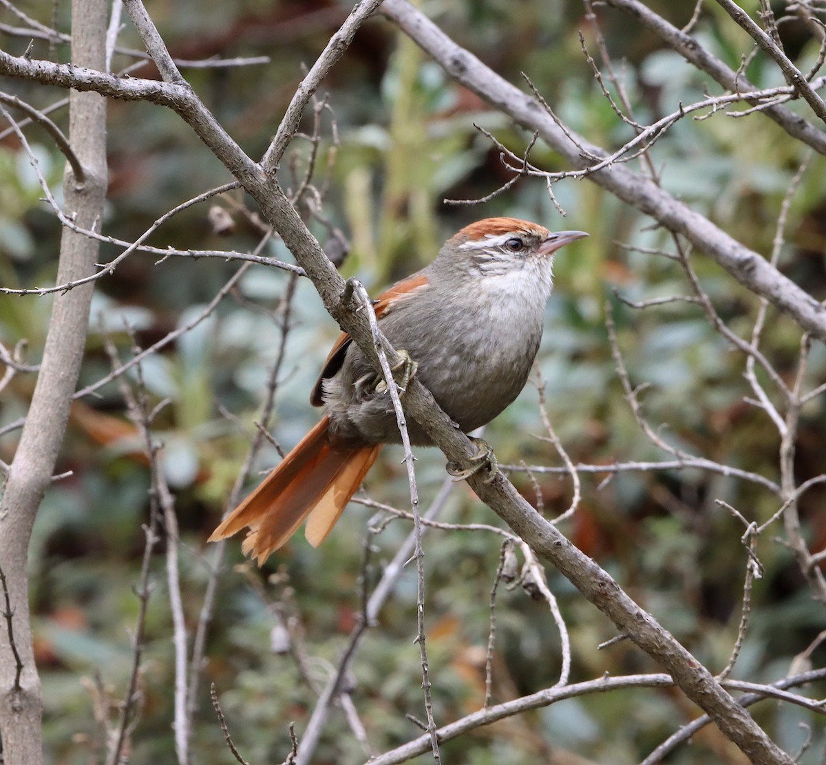 Line-cheeked Spinetail (Baron's) - Angel Cárdenas