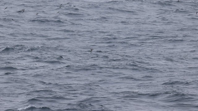 Pink-footed Shearwater - ML566715581