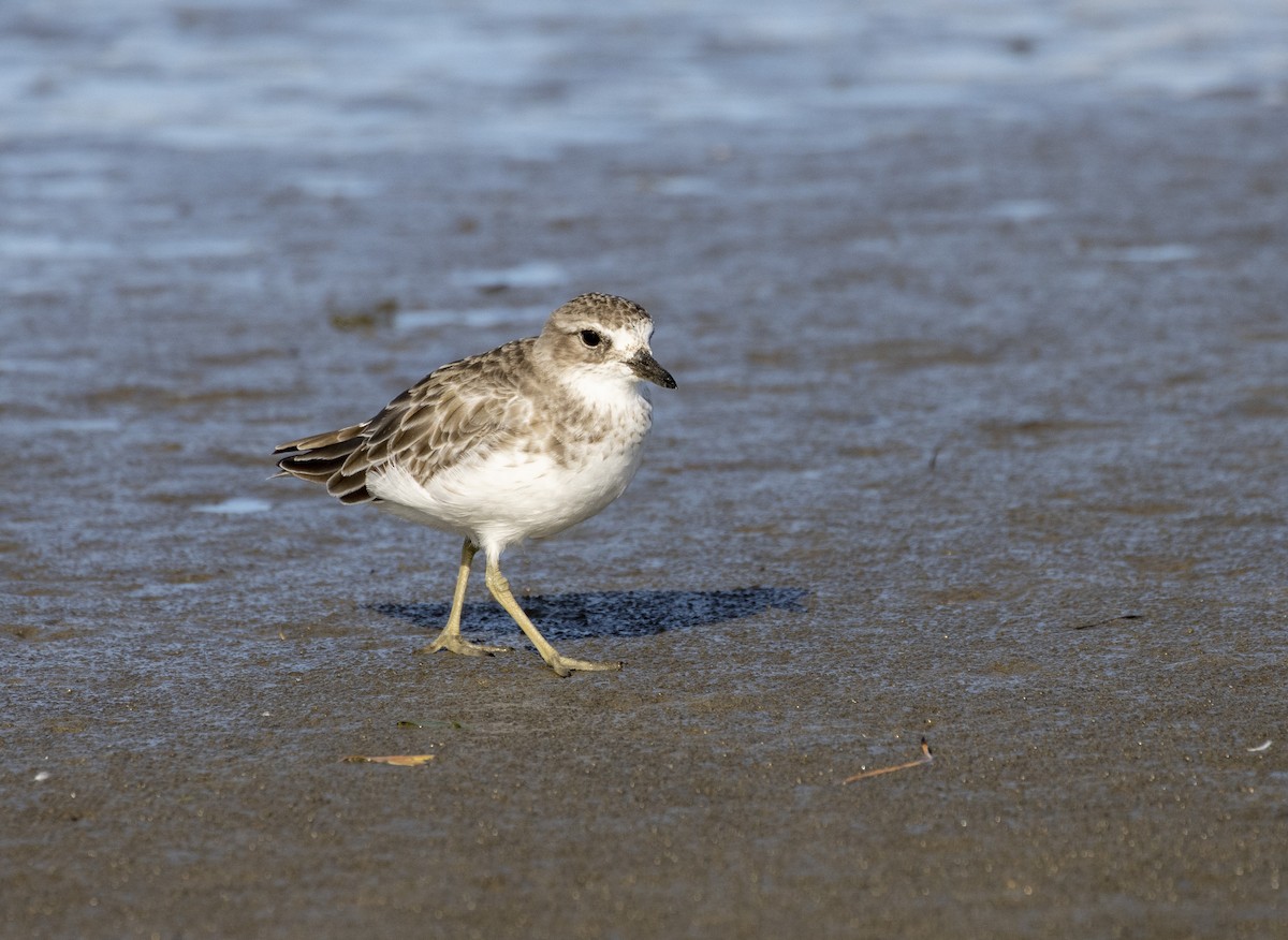 Red-breasted Dotterel - ML566716441