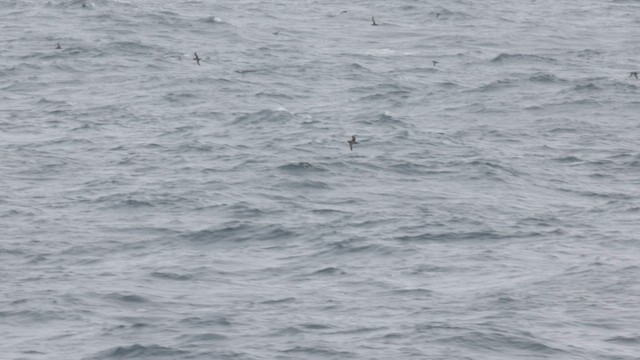Pink-footed Shearwater - ML566716631