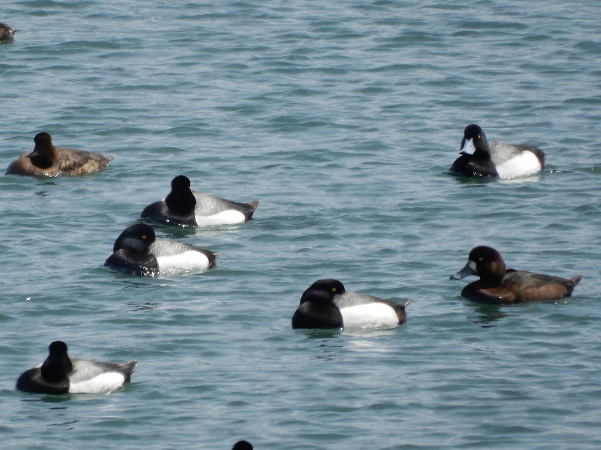 Greater Scaup - ML566722251