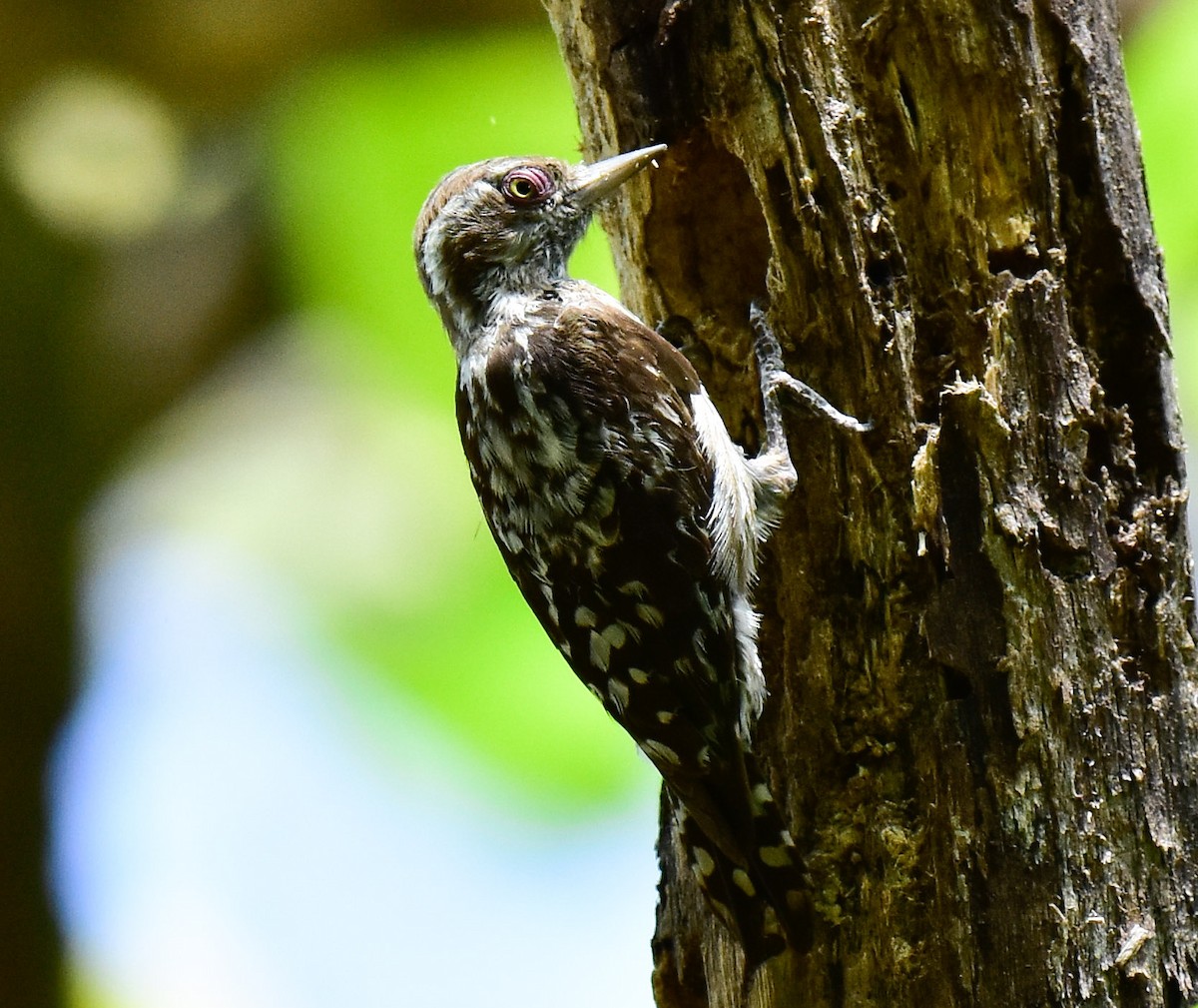 Brown-capped Pygmy Woodpecker - ML566722281