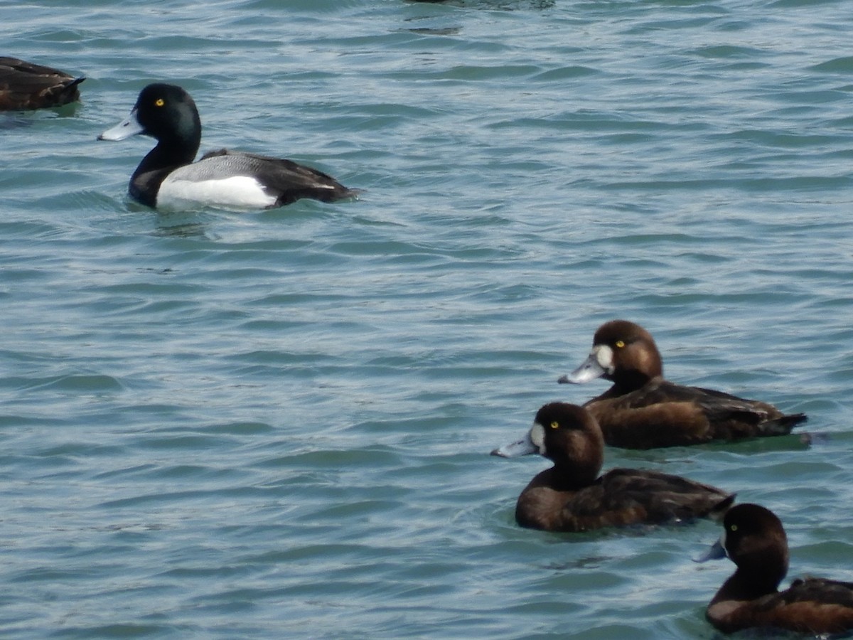 Greater Scaup - ML566722641